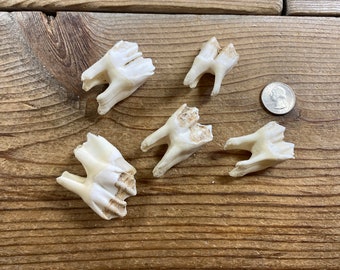 Large Assorted Molars - Real Animal Teeth - 5 Teeth - Lot No. 220914-QQ