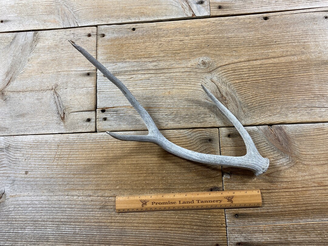 Axis Deer Antler Exotic Antler Weathered 3 Point Lot Etsy
