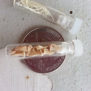 Micro Vials of Real Teeth, Bones, Claws and More Your Choice image 3