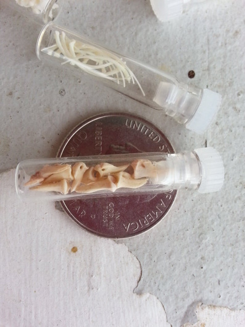 Micro Vials of Real Teeth, Bones, Claws and More Your Choice image 3