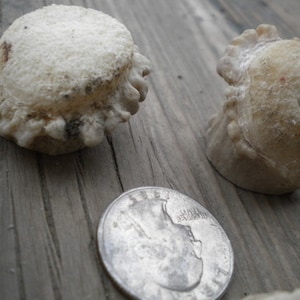 XSmall-Small Deer Antler Burrs - Carvers Special - Jewelry Size - 5 pcs imagem 1