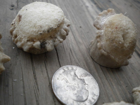 XSmall-Small Deer Antler Burrs - Carvers Special - Jewelry Size - 5 pcs