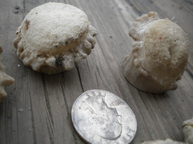XSmall-Small Deer Antler Burrs - Carvers Special - Jewelry Size - 5 pcs imagem 1