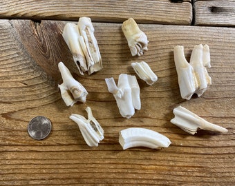 Large Mammal Molars - Real Animal Teeth - 9 Teeth - Lot No. 220429-KKK