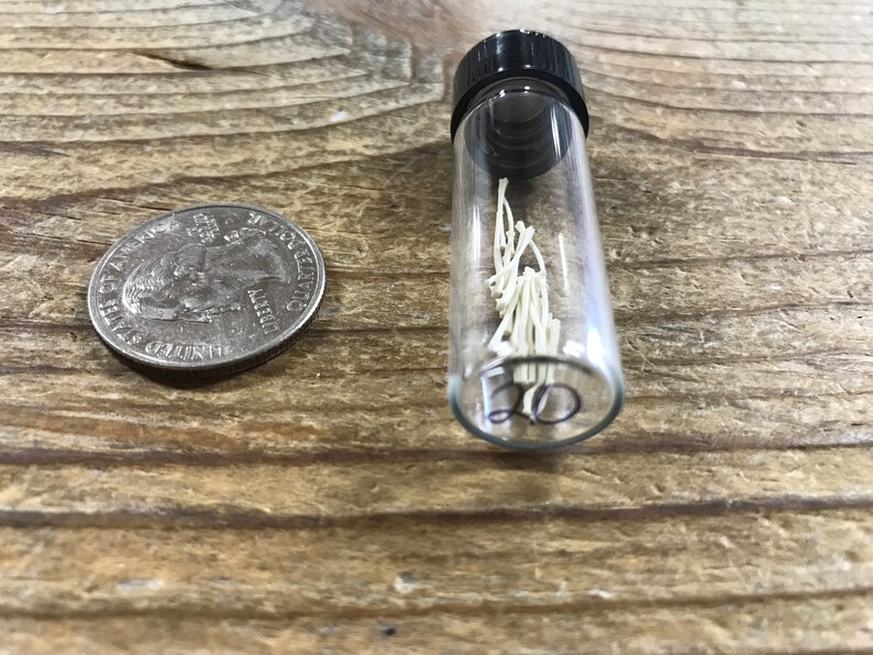 Vial Filled With Mouse Radius and Ulna Bones - Lot No. 210204-R - Etsy