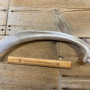 Nature Cleaned Large Highland Bull Rib Bone - Lot No. 240502-SS