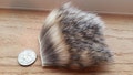 Fur Pieces - Pick Your Species - Exotics, African, North American and Domestics - 2x2 Inch Piece