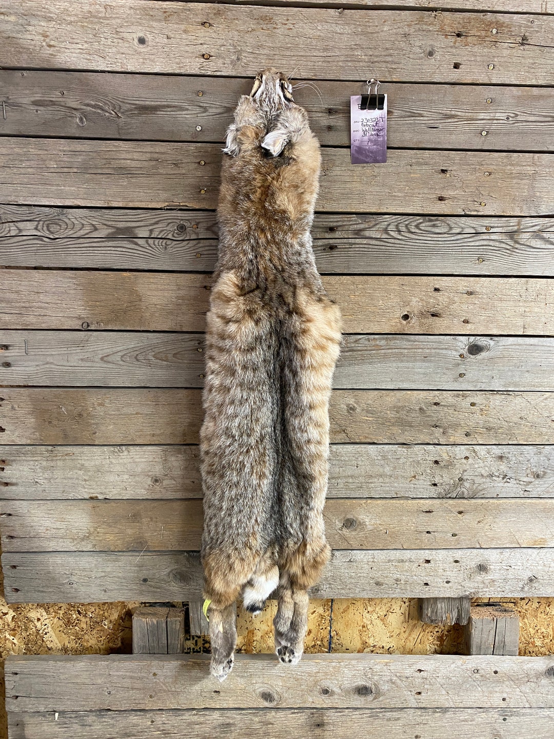 Bobcat Pelt Wall Hanger Quality Fur Soft Tanned Hide Lot No. 230323T