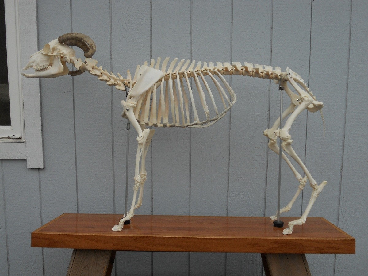 Articulated Domestic Goat Skeleton Capra Aegagrus Hircus Osteological  Specimen - Etsy