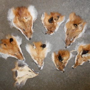 Puede incluir: Diez pieles de zorro, cada una con la cabeza y la cara intactas, se colocan sobre una superficie de hormig&oacute;n gris. Las pieles son una mezcla de piel naranja claro y oscuro.