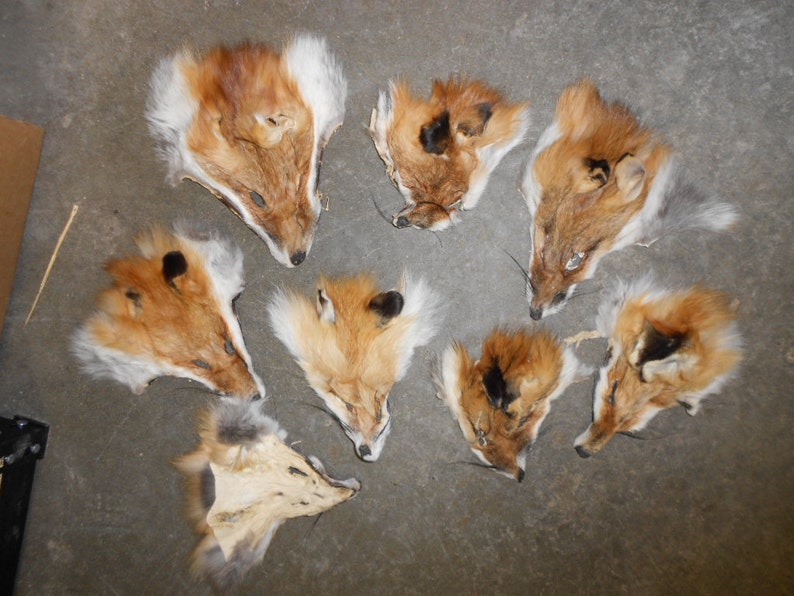 Puede incluir: Diez pieles de zorro, cada una con la cabeza y la cara intactas, se colocan sobre una superficie de hormig&oacute;n gris. Las pieles son una mezcla de piel naranja claro y oscuro.