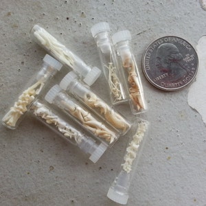 Micro Vials of Real Teeth, Bones, Claws and More Your Choice image 2