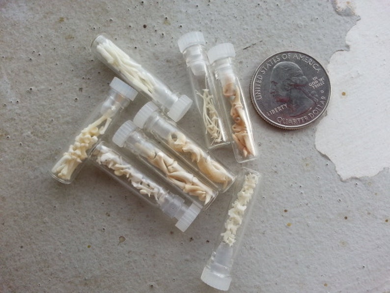 Micro Vials of Real Teeth, Bones, Claws and More Your Choice image 2