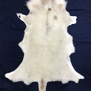 sheep skin shearing creme color nice fluffy hides S1 911