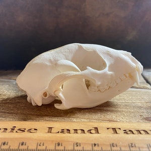 Raccoon Skull - Classic Quality - Procyon lotor - Lot No. 240225-UU