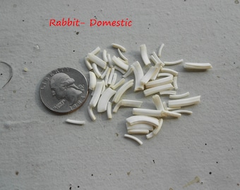 Real Domestic Rabbit Teeth - Assorted - 25 Pieces - Stock No. 1-4