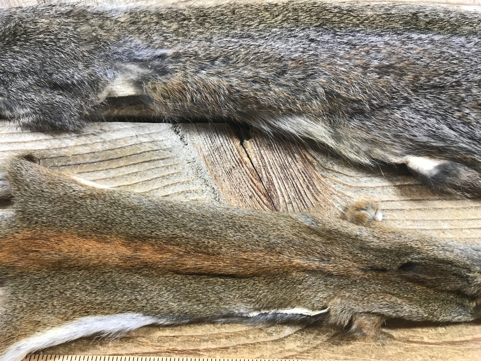 Eastern Grey and Eastern Red Squirrel Fur Pelts Two Craft Etsy