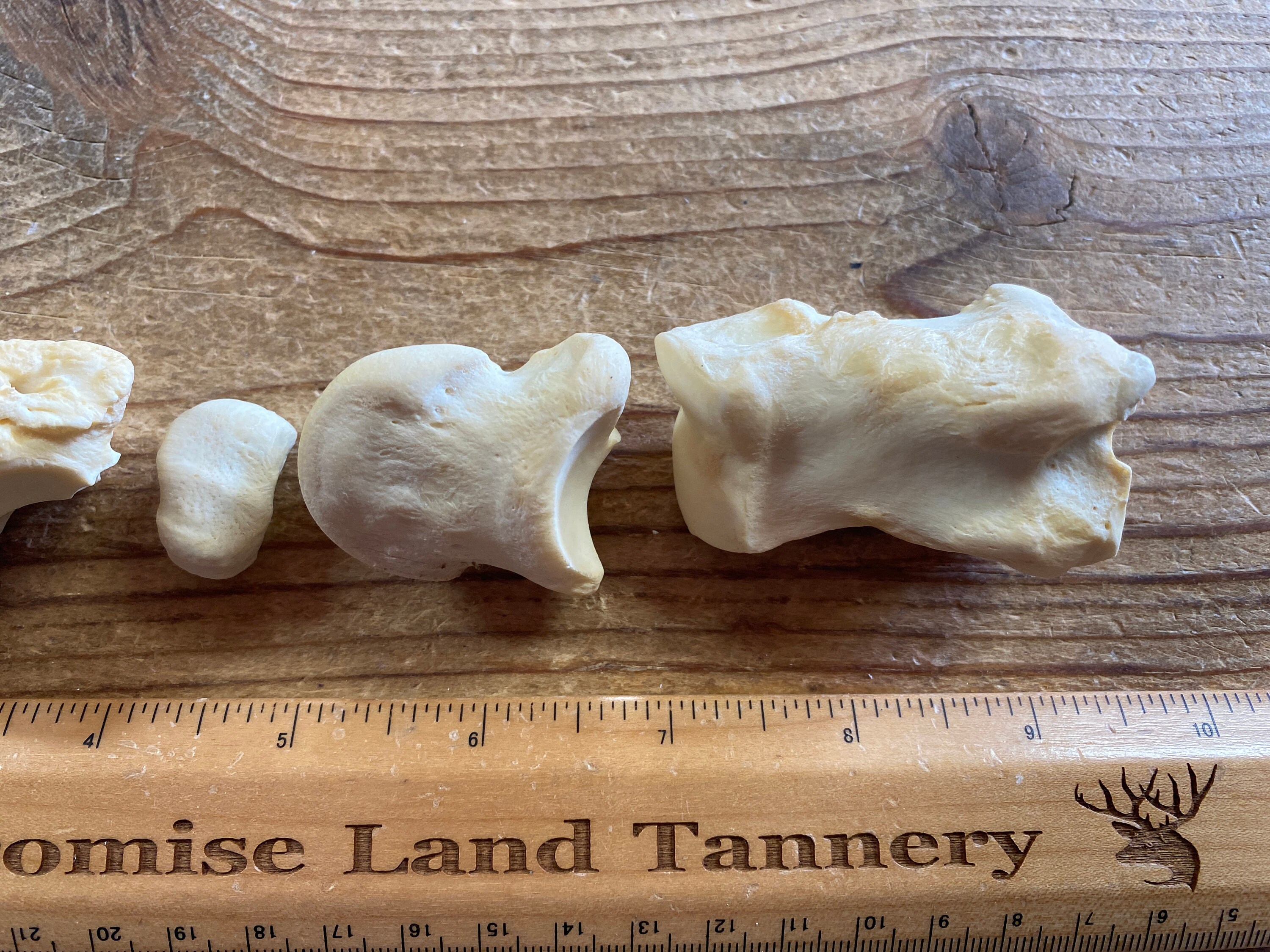 ニホンザル　頭骨セット Cow Bones/2 Cow Jaws/matched Set/found/real Bone/skull