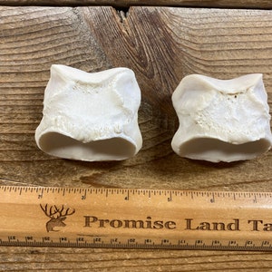 Horse Short Pastern Bones - Real Bone - Lot No. 220921-Z