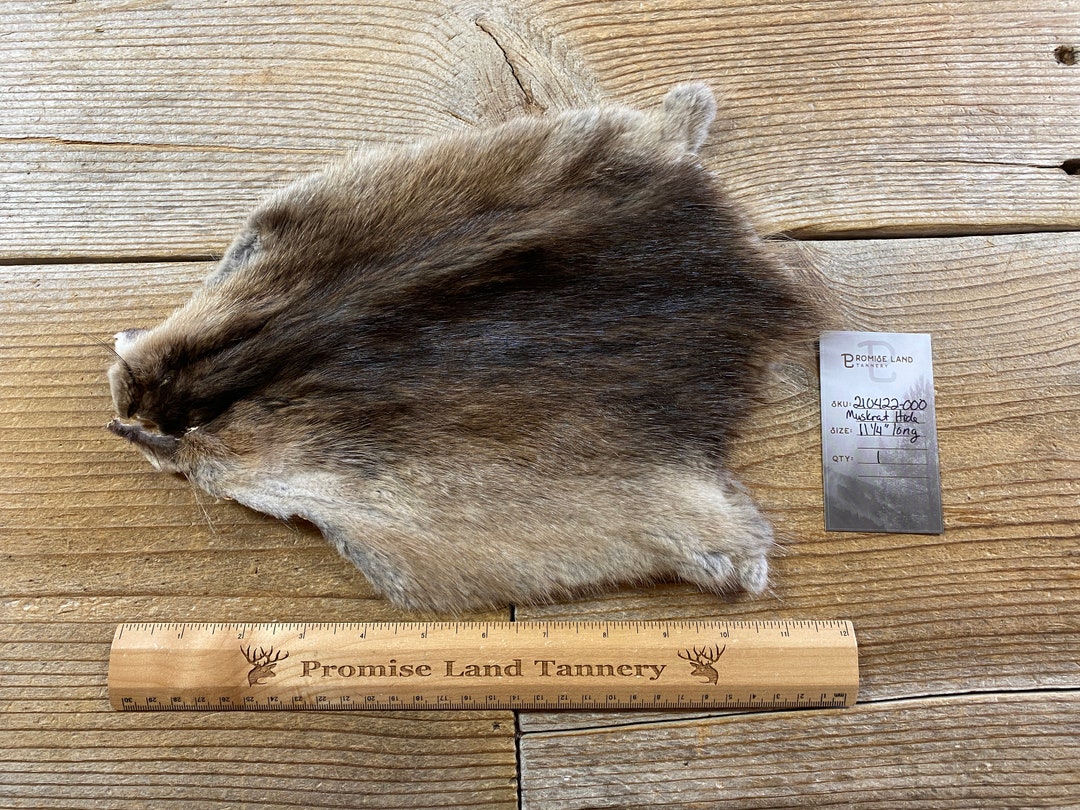 Muskrat Fur Pelt One Average Full Skin Lot No. 210422OOO Etsy