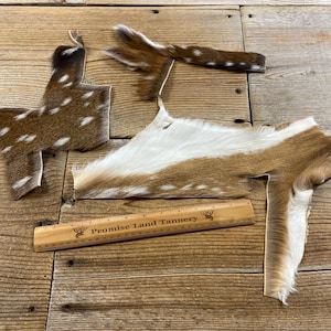Lot of 3 Axis Deer Hide Pieces - Lot No. 240411-R