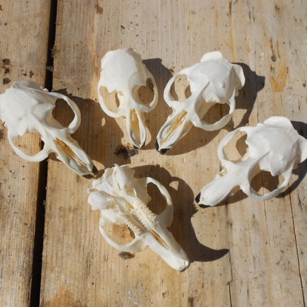 A Quality Muskrat Skull - Upper Half Only -  1 Piece - Stock No. 1-164