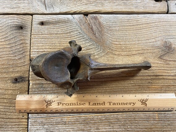 Fossil Bison Thoracic Vertebra Bone Nebraska Lot No. 210415 Q