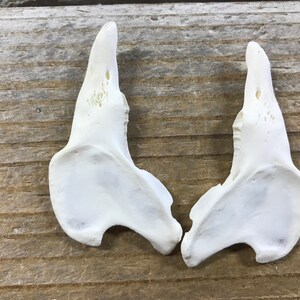 May include: Two white, natural bone, deer shoulder blades. The blades are smooth and have a slightly curved shape.
