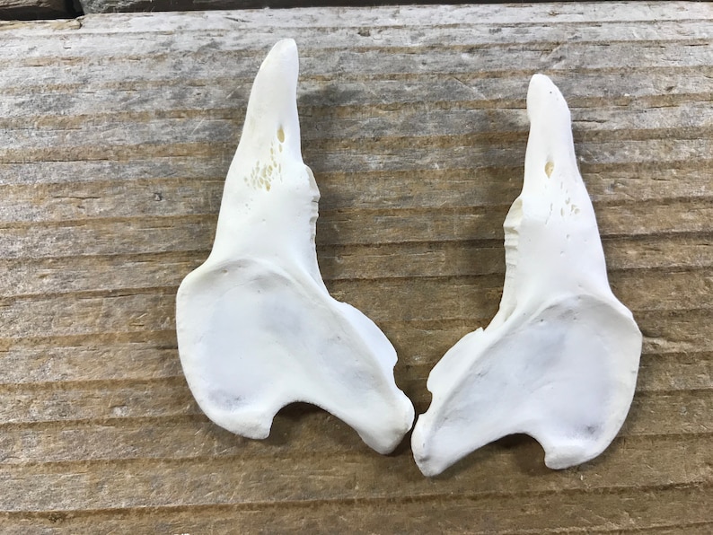 May include: Two white, natural bone, deer shoulder blades. The blades are smooth and have a slightly curved shape.