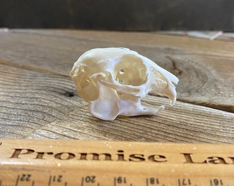 Domestic Rabbit Skull - Juvenile - Collector Quality - Oryctolagus cuniculus - Lot No. 220804-CCC