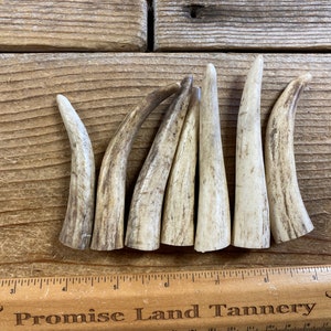 Elk Antler Points - Drilled Your Way - Lot No. 230604-RR
