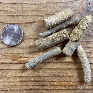 Crinoid Fossil Large - Bag of 6 - Stock No. 1-397