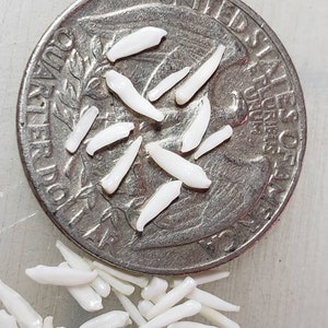May include: A close-up of a pile of small, white, tooth-shaped objects. The objects are arranged in a circle around a US quarter. The quarter is a common way to show the size of small objects.