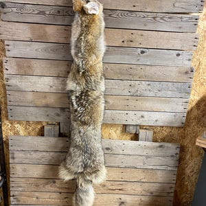 Coyote Pelt - Wallhanger Quality Fur - Soft Tanned Hide - Lot No. 240530-A