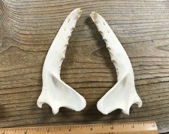 Coyote Lower Jaw Bones - Real Bones - 1 Pair - Stock No. 1-76