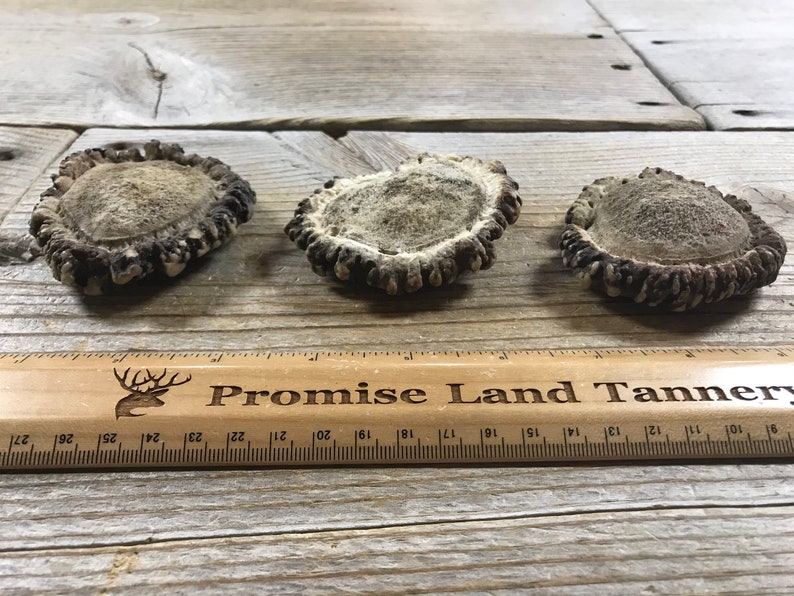 Lot of 3 Pieces 200307-SSS Elk Antler Burrs aka Rosettes for Carving Lot No