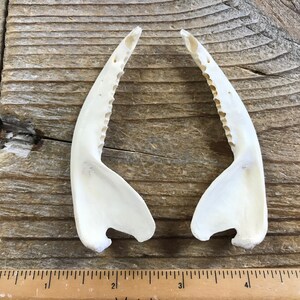 Puede incluir: Dos pinzas de cangrejo blancas, de aproximadamente 7,5 cm de largo, est&aacute;n dispuestas una al lado de la otra sobre una superficie de madera. Una regla es visible en la parte inferior de la imagen.