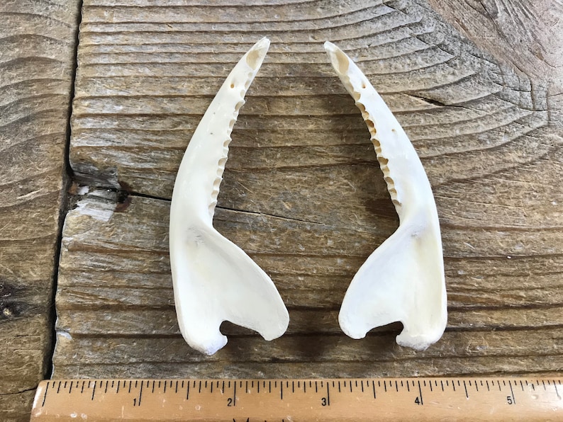 Puede incluir: Dos pinzas de cangrejo blancas, de aproximadamente 7,5 cm de largo, est&aacute;n dispuestas una al lado de la otra sobre una superficie de madera. Una regla es visible en la parte inferior de la imagen.