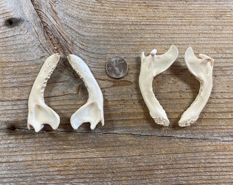 Raccoon Jaws Bones without Teeth - Pair of Jaws - Real Bones - Stock No. 1-129