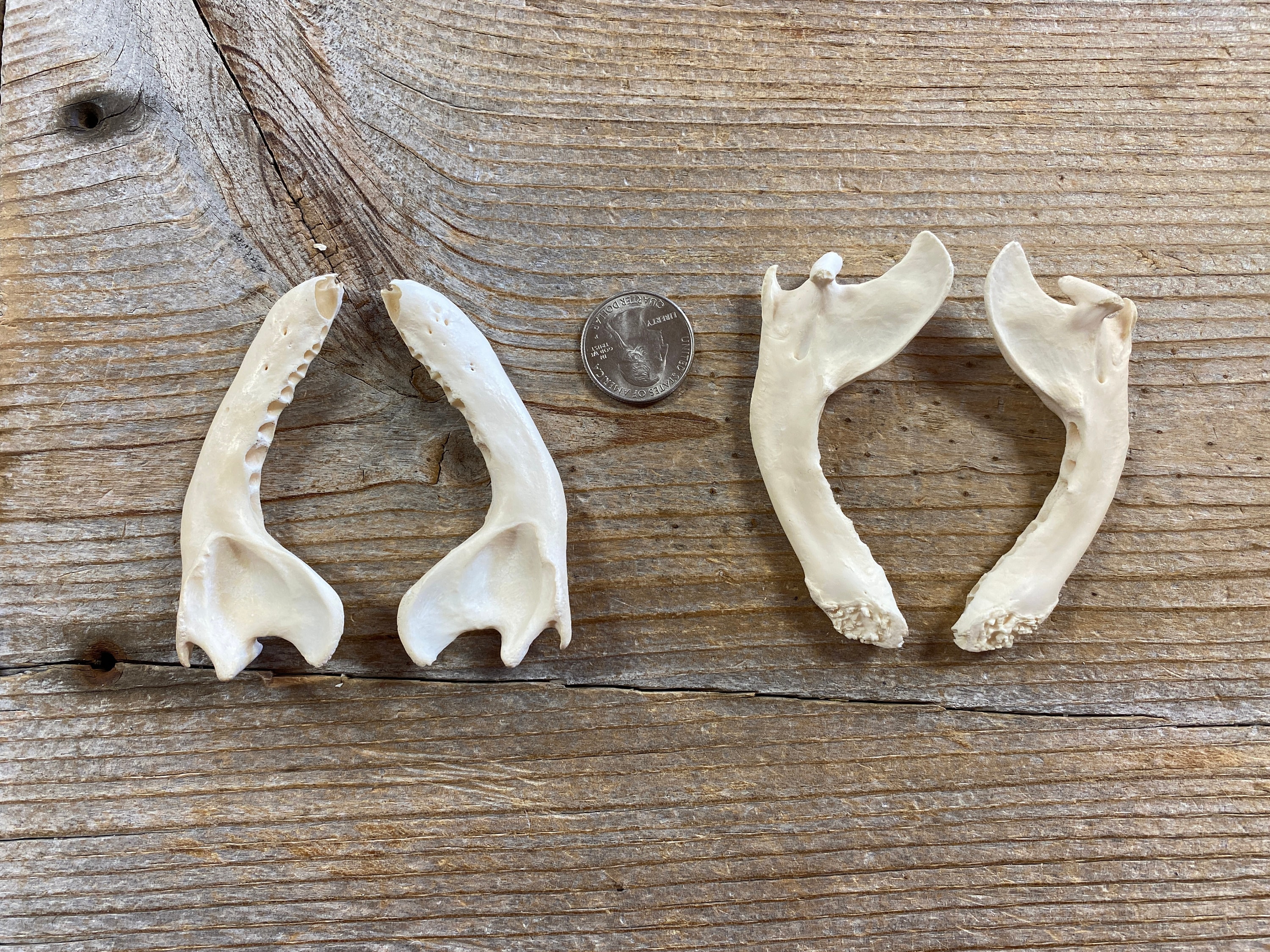 Raccoon Jaws Bones Without Teeth - Pair of Jaws - Real Bones
