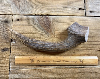 Moose Antler Piece for Knife Handle or Carving - Lot No. 240330-CC