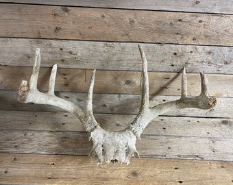 Large Set of Decor Quality Whitetail Deer Antlers - 4x5 - Lot No. 230525-NNN