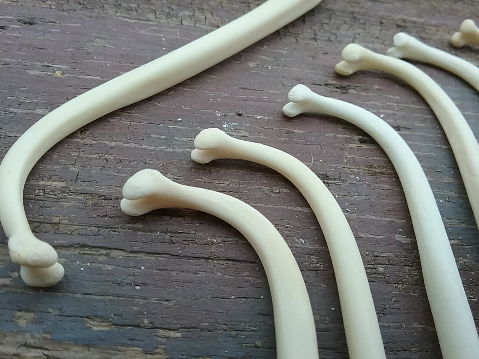 Raccoon Baculum Bones Real Penis Bones Assorted Pieces Etsy