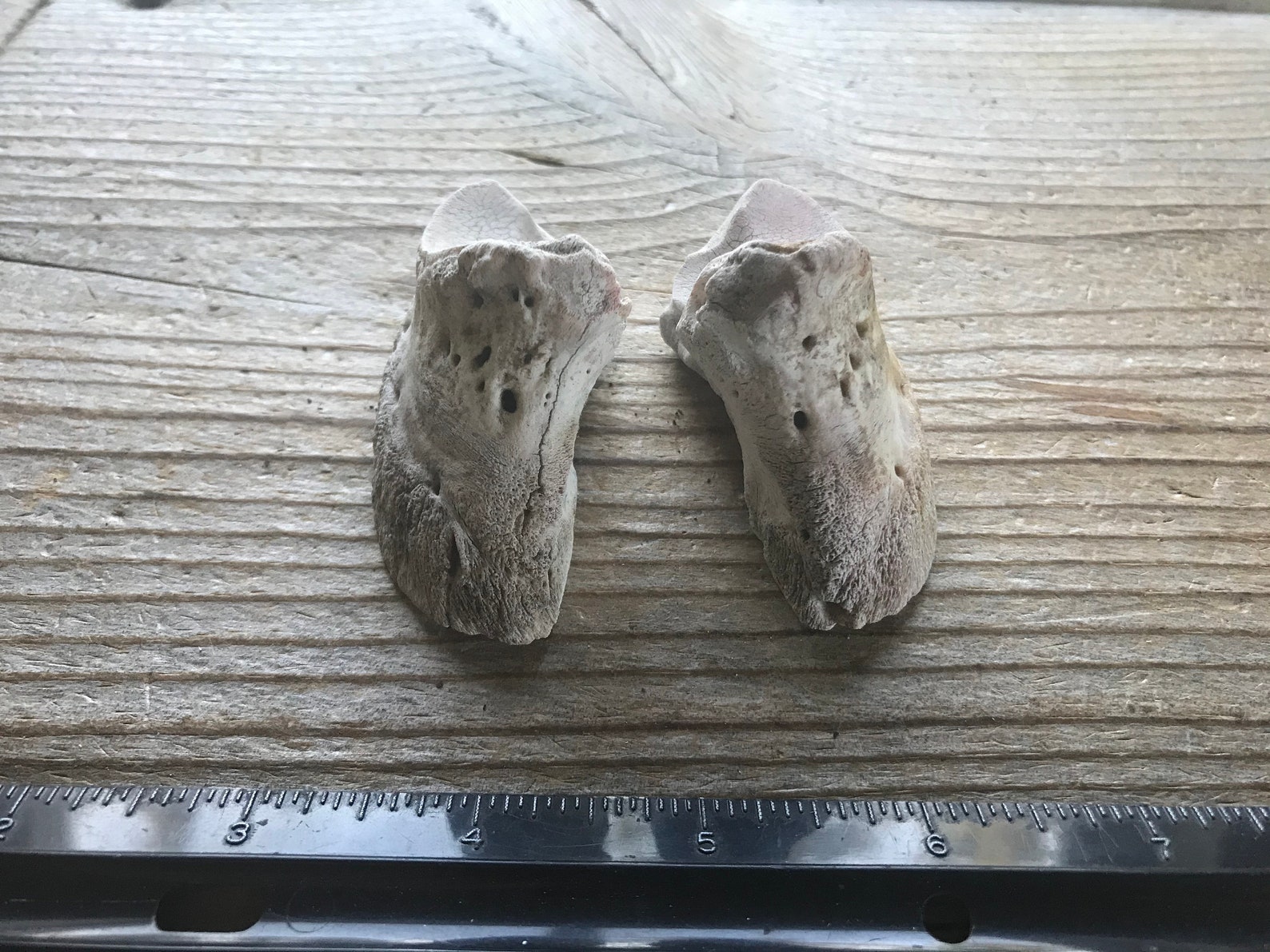 Pair of Nature Cleaned Cow Toe Bones Real Bone Lot No. Etsy