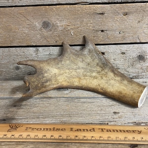 Large Caribou Antler Piece - Palm Section - Lot No. 240324-AA