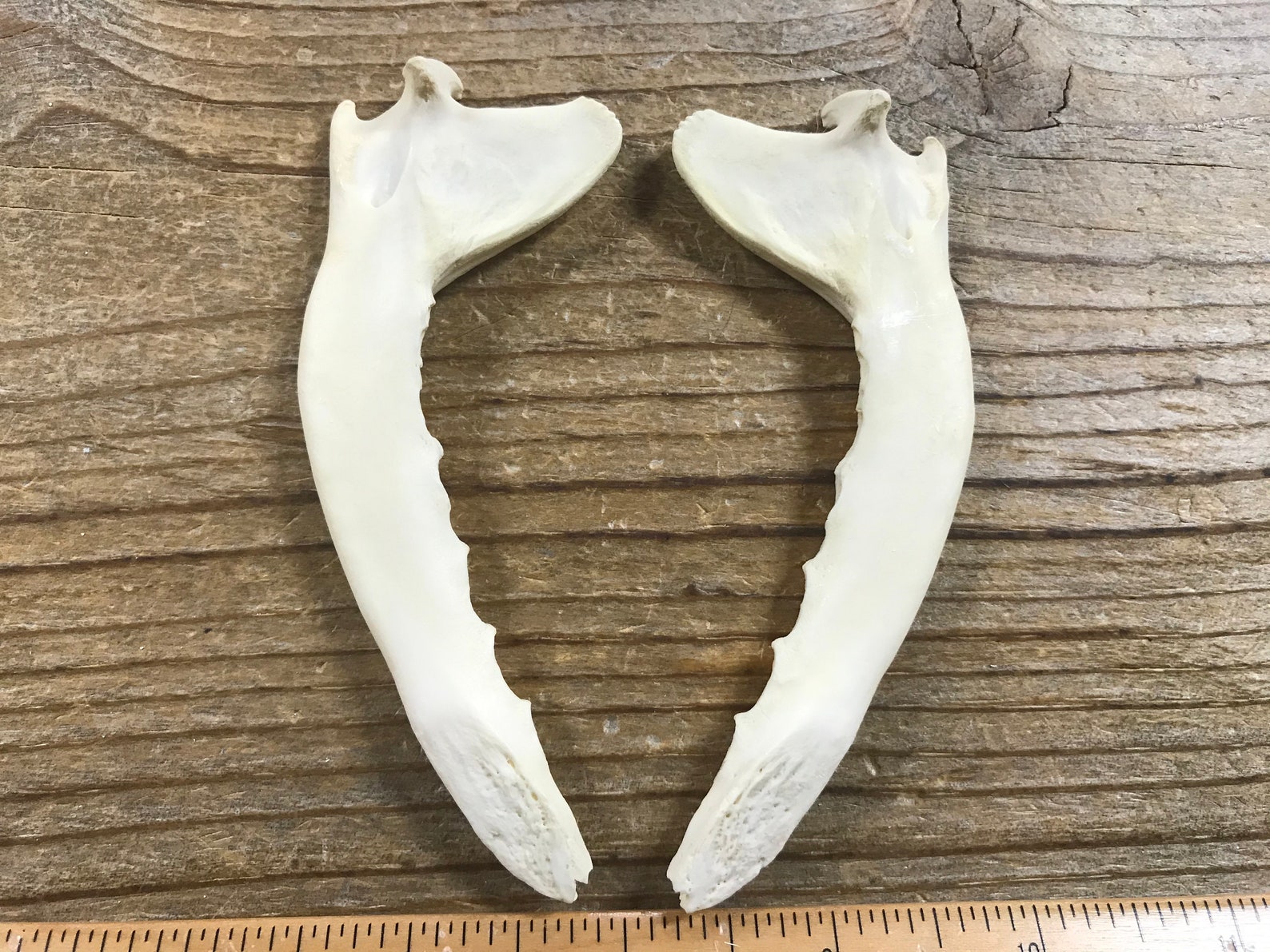Red Fox Lower Jaw Bones Real Bones 1 Pair Stock No. 1-78 - Etsy