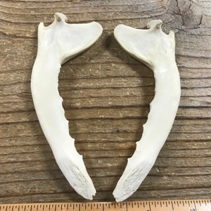 Red Fox Lower Jaw Bones - Real Bones - 1 Pair - Stock No. 1-78