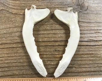 Red Fox Lower Jaw Bones - Real Bones - 1 Pair - Stock No. 1-78