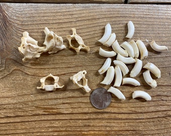 Jewelry Assortment of Beaver Teeth and Atlas Bones - Real Bones - Lot No. 220619-UUU