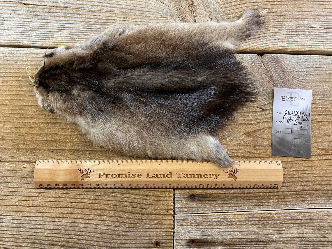 Muskrat Fur Pelt One Small Full Skin Lot No. 210422UUU Etsy